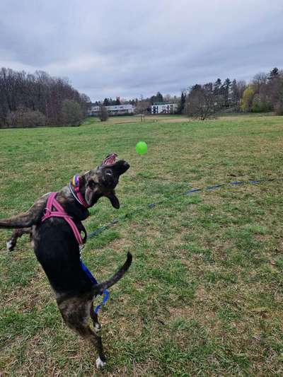 Dogorama Photo Challenge - Hunde in Action-Beitrag-Bild