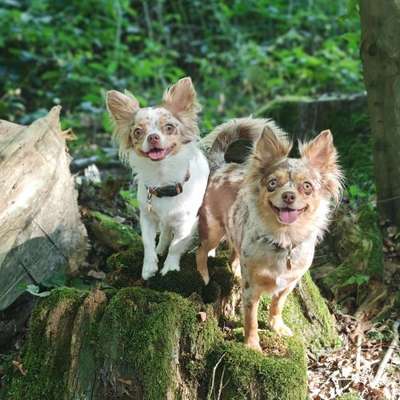 Hundetreffen-Chihuahua und Kleinhunde Treffen in Franken (Sinzig), Remagen und Umgebung-Bild