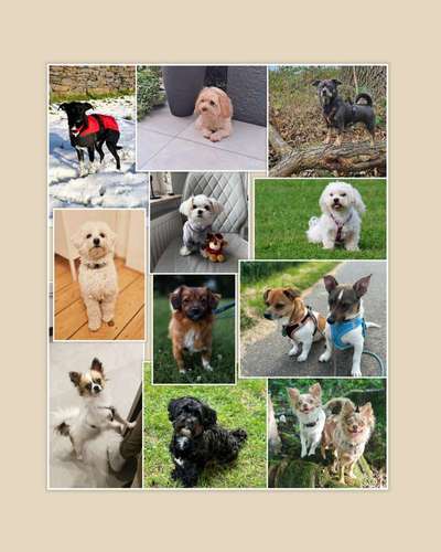 Hundetreffen-Kleinhundetreffen wöchentlich donnerstags und samstags-Bild