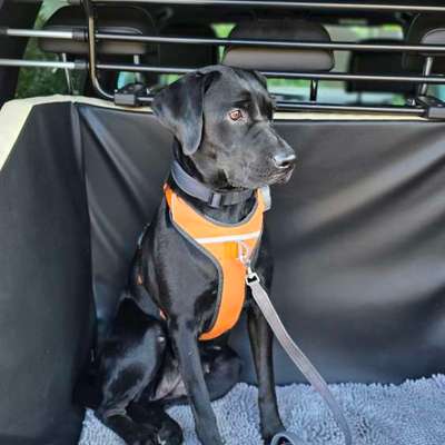 Hundetreffen-Spiele- und Trainingspartner gesucht-Bild