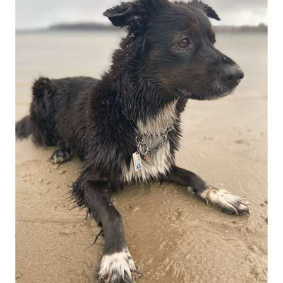 Hundetreffen-Gassirunde-Bild