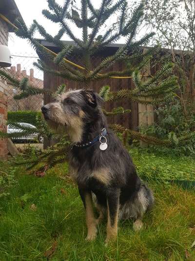 Mischlinge raten - Rätselspaß-Beitrag-Bild