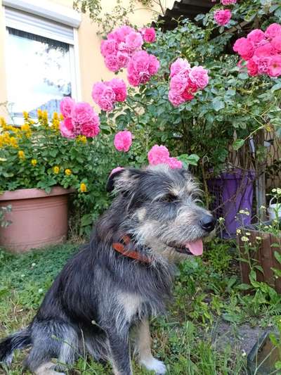 Zeigt mal die schönsten Bilder von euren Hunden !-Beitrag-Bild