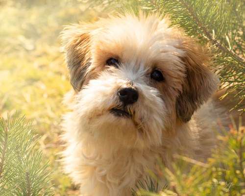 Die Dogorama Kalender Challenge 4/4-Beitrag-Bild