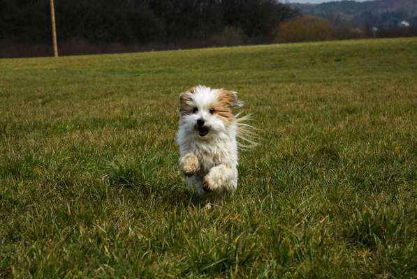 Die Dogorama Wochen Challenge-Beitrag-Bild