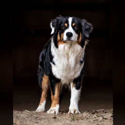 Fotografie / Hundefotografie-Beitrag-Bild