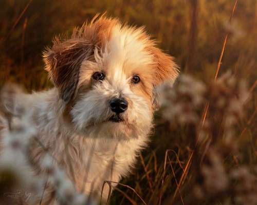 Mischlingshunde Foto Aufruf-Beitrag-Bild