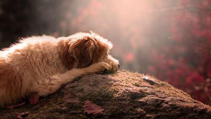 Foto's und Hundemodels-Beitrag-Bild