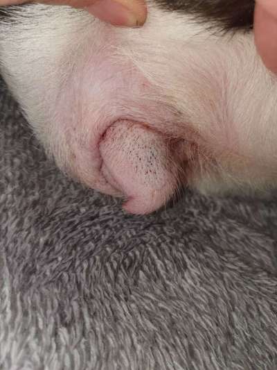 Haben Hunde Mitesser ??-Beitrag-Bild