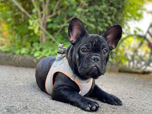 Französische Bulldoggen-Beitrag-Bild