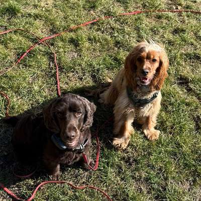 Hundetreffen-Gassi und Spielpartner*innen gesucht-Bild