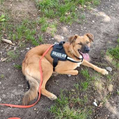 Hundetreffen-Spielpartner gesucht für mein Hund-Bild