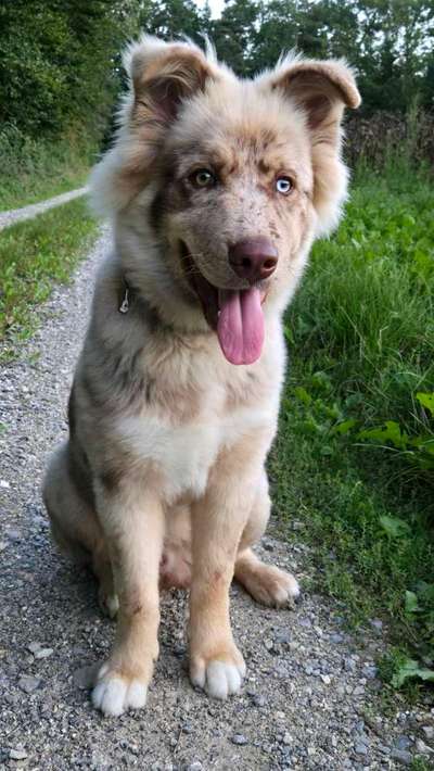 Hundetreffen-Trainingsprtner Gesucht-Bild