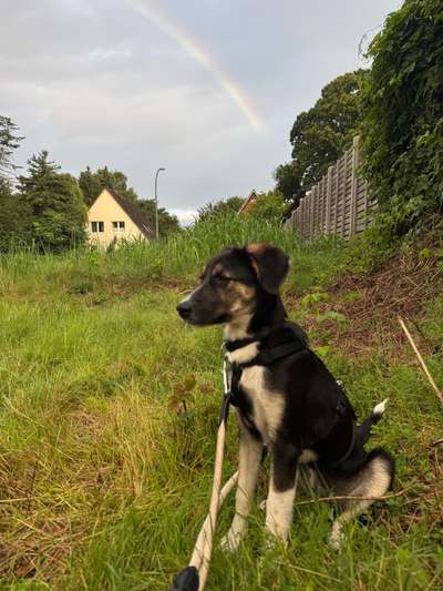 Hundetreffen-Wir suchen Hundefreude für soziale Kontakte-Bild