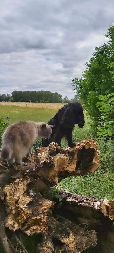 Hund und Katz Momente-Beitrag-Bild