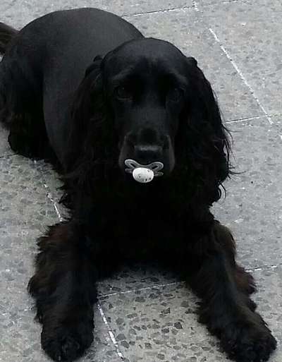 Unsere Fellnasen im Regenbogenland-Beitrag-Bild