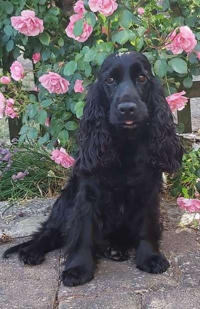 Dogorama Photo Challenge - Portrait-Beitrag-Bild