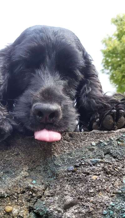 Fotosammlung: ,,Der natürliche Hund" Unbearbeitet, ungestellt und in Natura-Beitrag-Bild