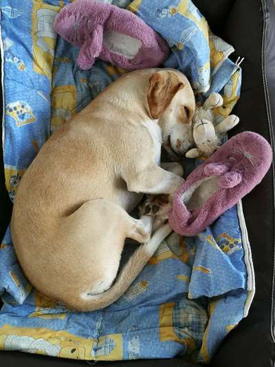 Farben-Fotochallenge: Rosa-Beitrag-Bild