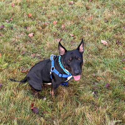 Hundetreffen-Spielrunde 😜🐾 Hundefreund und oder Hundefreundin zum spielen gesucht-Bild