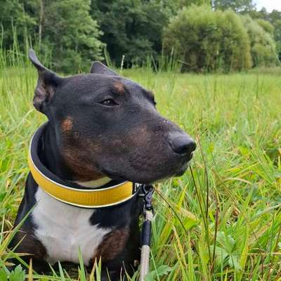 Standard Bullterrier-Beitrag-Bild