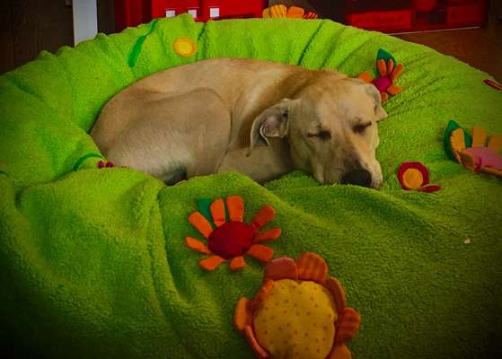 Welpen Bilder !-Beitrag-Bild