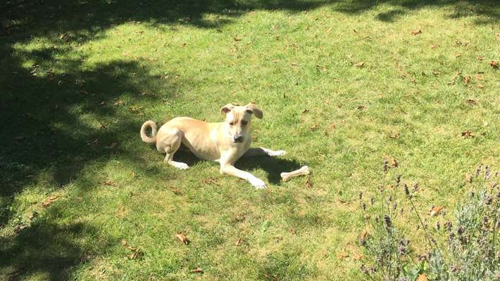 TierschutzhundeStammtisch🐕-Beitrag-Bild