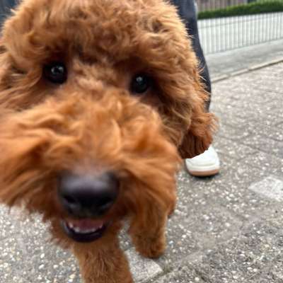 Hundetreffen-Spielfreunde für den kleinen gesucht-Bild