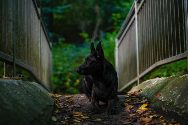 Deutsche Doggen Welpen-Beitrag-Bild