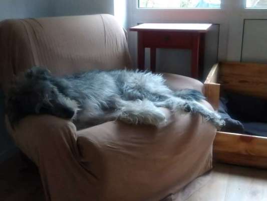 Mischlingshunde Foto Aufruf-Beitrag-Bild