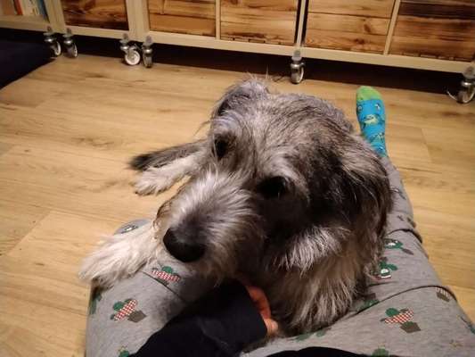 Mischlingshunde Foto Aufruf-Beitrag-Bild