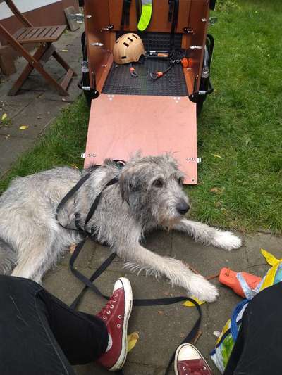 Mischlingshunde Foto Aufruf-Beitrag-Bild