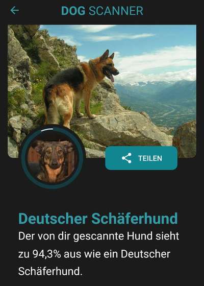 Podencomischling oder Podenco-Beitrag-Bild