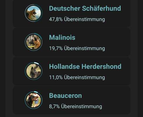 Podencomischling oder Podenco-Beitrag-Bild