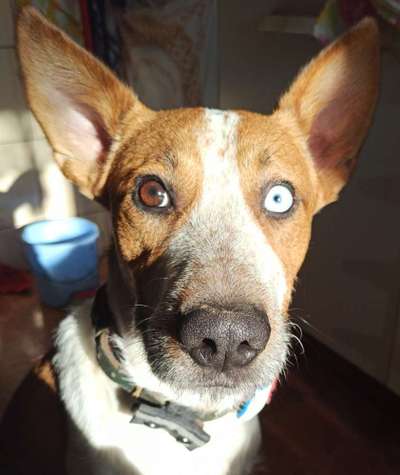 Podencomischling oder Podenco-Beitrag-Bild