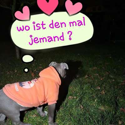 Hundetreffen-Soziale Kontakte knüpfen und vielleicht noch mehr