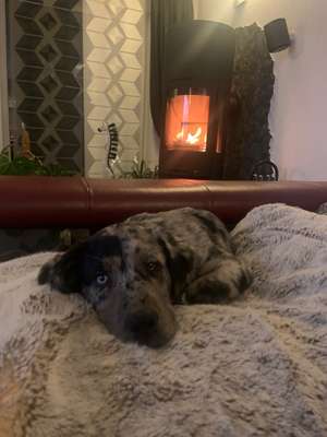 Wo sind die Aussies??-Beitrag-Bild