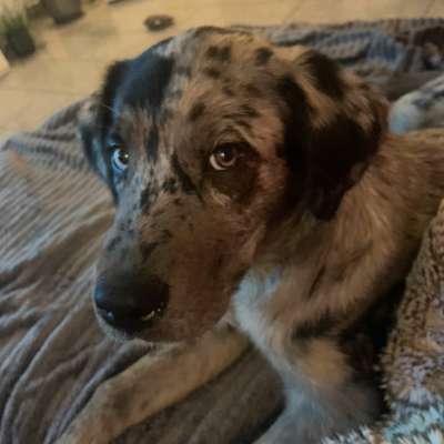 Wo sind die Aussies??-Beitrag-Bild