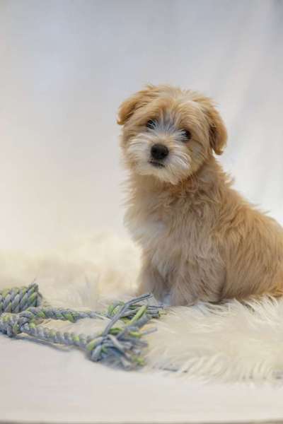 Dogorama Photo Challenge - Portrait-Beitrag-Bild