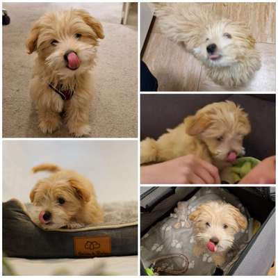 18. Collagen Challenge - Zunge raus!-Beitrag-Bild