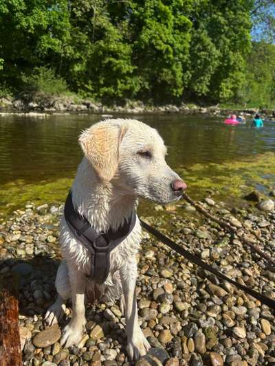 Hundetreffen-Gemeinsame Spieltreffen-Bild