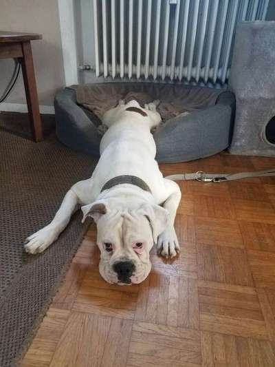 Postet das beste Foto von euren 4 beinern-Beitrag-Bild