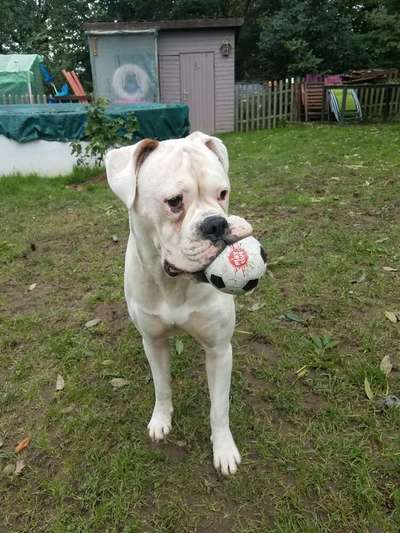 Hunderunde-Beitrag-Bild