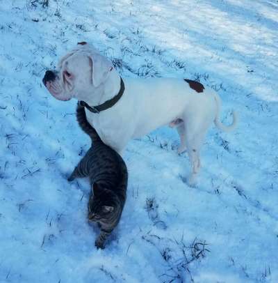 Wie heißt dein Hund?-Beitrag-Bild