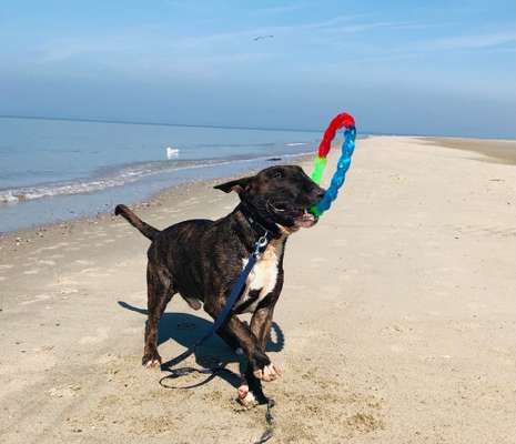 Die Dogorama Kalender Challenge 4/4-Beitrag-Bild