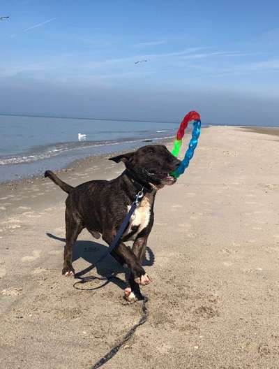 Miniatur Bull Terrier-Beitrag-Bild