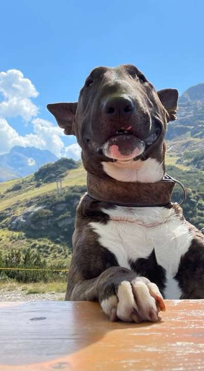 Miniatur Bull Terrier-Beitrag-Bild