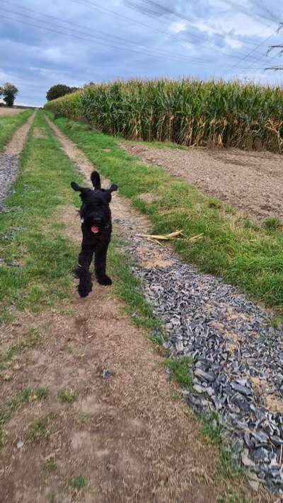 Fotochallenge Nr. 59 - Mein Hund zeigt die Zunge-Beitrag-Bild