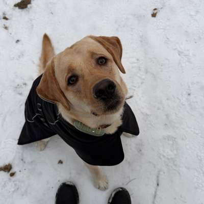 Hundetreffen-Nacho sucht Spielgefährten-Bild