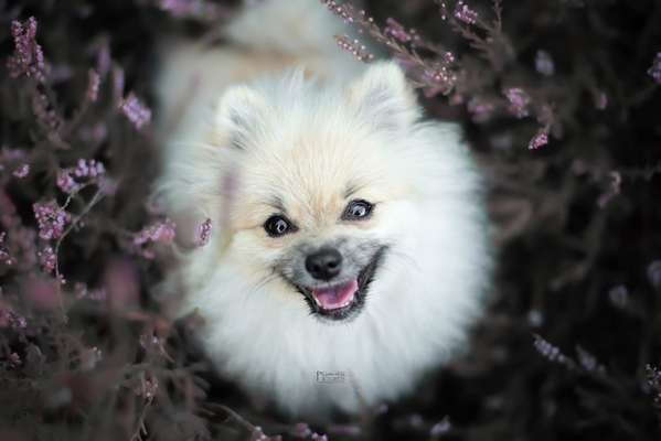 Foto's und Hundemodels-Beitrag-Bild